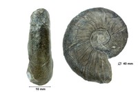 Taveriadiscus hugii